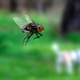 Image for article titled Overzealous Fly Not Even Waiting For Shit To Drop From Dog’s Asshole
